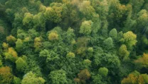Green Header