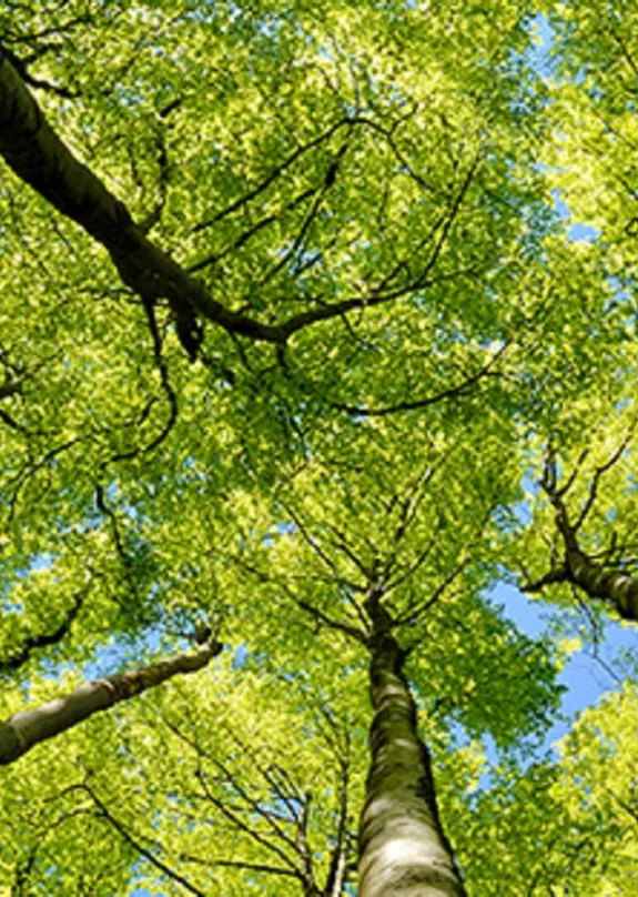 Trees